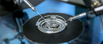 Zapłodnienie in vitro metodą IMSI – na czym polega?